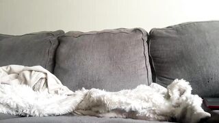 Watch nirvanastar Camgirl Porn Video [Chaturbate] - colombian, students, conversation, thickass, devil