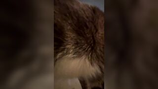 jae_babyyy Camgirl Porn Video [Chaturbate] - tiny, newmodel, stockings, goth, puffynipples