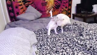 Watch thingschangeletit Webcam Porn Video [Chaturbate] - new, 18, barelylegal, boobs
